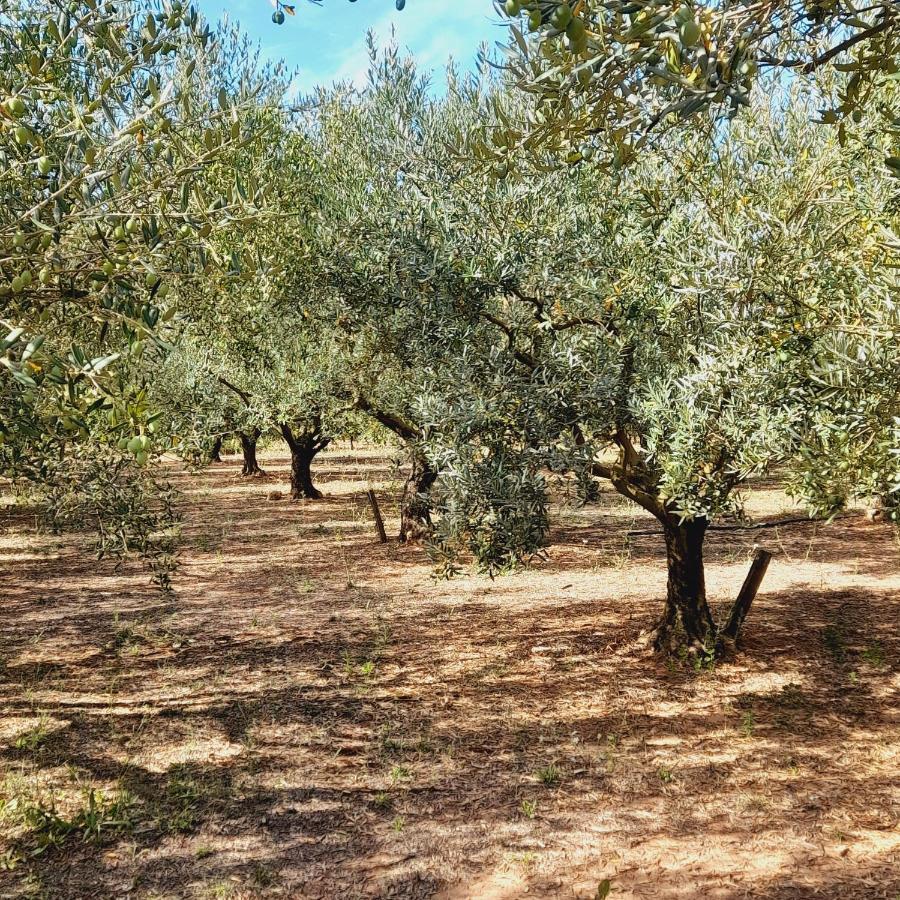 La Ferme Des Oliviers Villa Solliès-Pont Eksteriør bilde